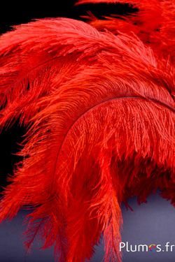 Struisvogel - 32-42 cm - grijs-bloedoranje